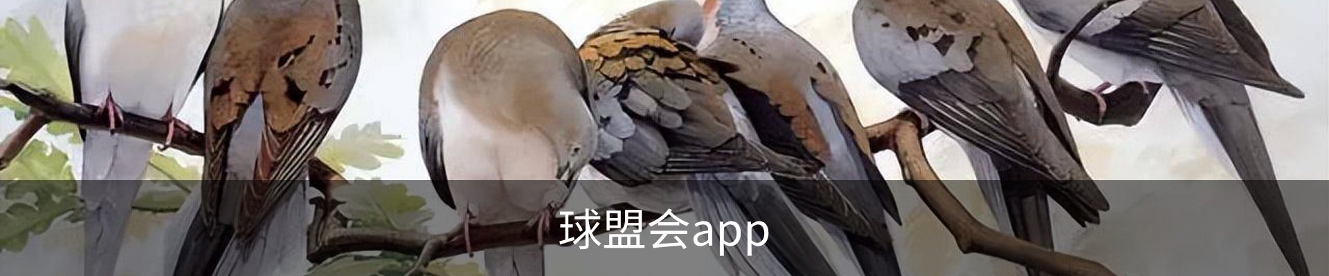 球盟会app